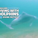 scuba diving location - Dolphins diving in Pattaya Thailand