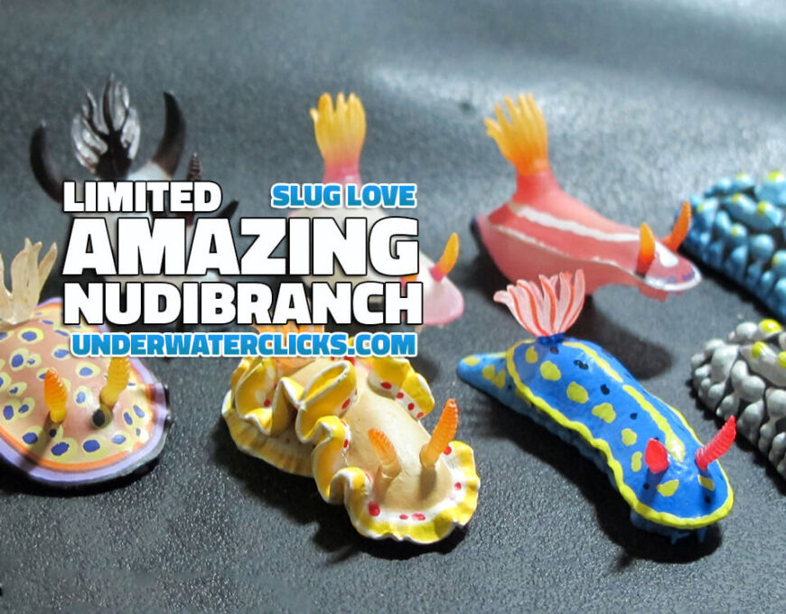 nudibranch keyrings feature