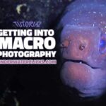 Macro Tips Underwater Photography Beginners Tutorial
