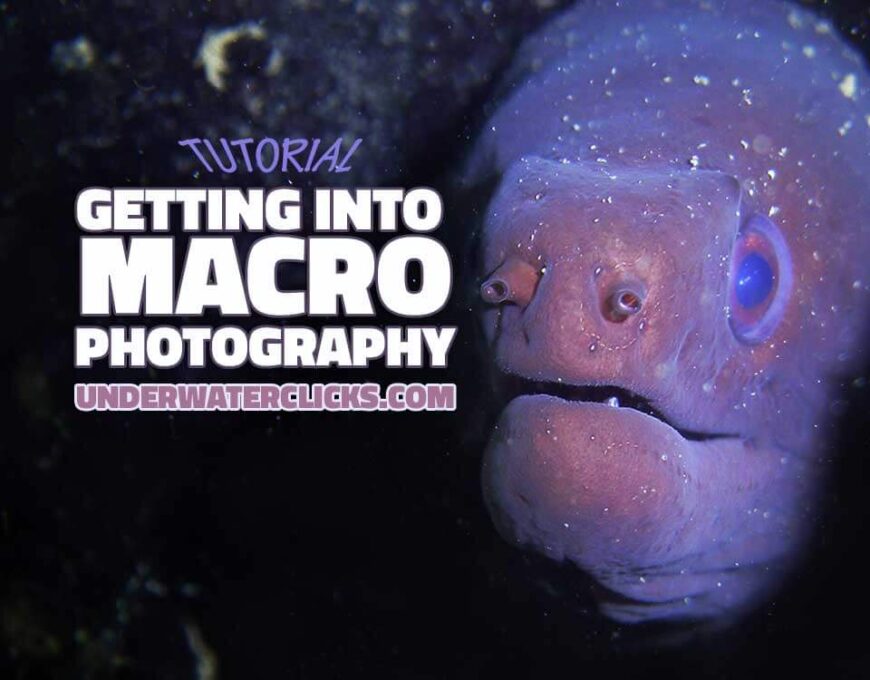 Macro Tips Underwater Photography Beginners Tutorial