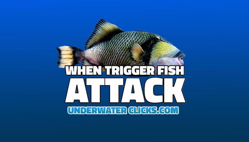 when trigger fish attack