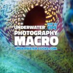 Top 10 Macro Tips Underwater Photography Macro