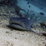 Sipadan Sharks Feature Image Gallery