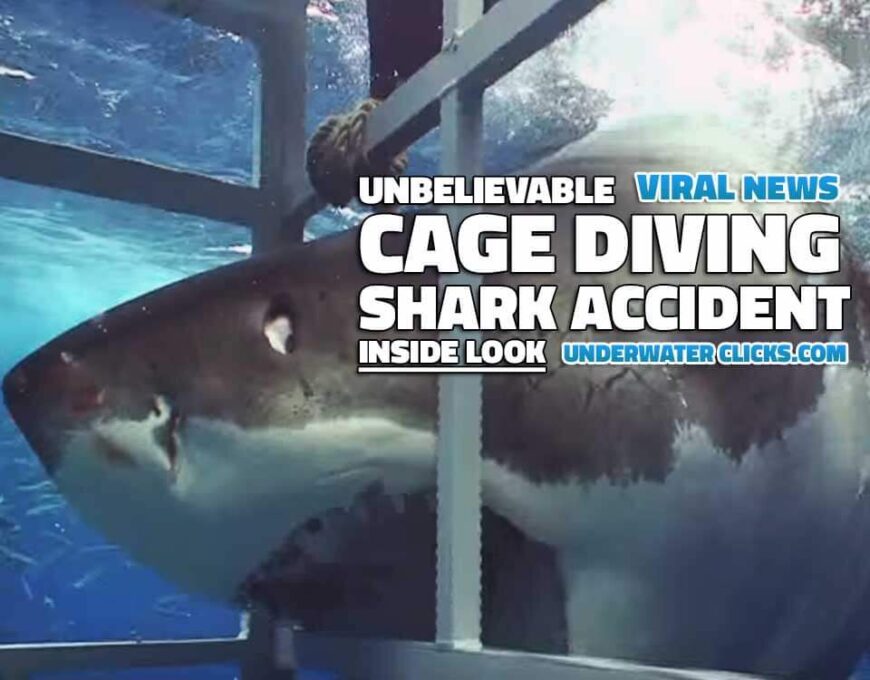 Cage Diving Shark Accident Shark Enters Cage Mexico