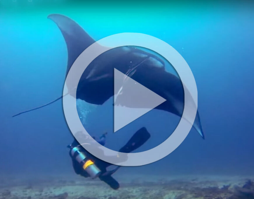 divers save manta ray video