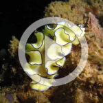 nudibranch slug love video