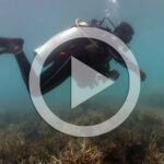 ocean quest save coral reefs video