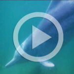 wild dolphins scuba diving in pattaya video