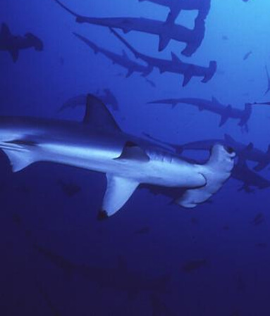 Diving Yonaguni hammerhead sharks