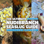 The Nudibranch Sea slug Guide
