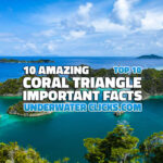 Coral Triangle Important facts
