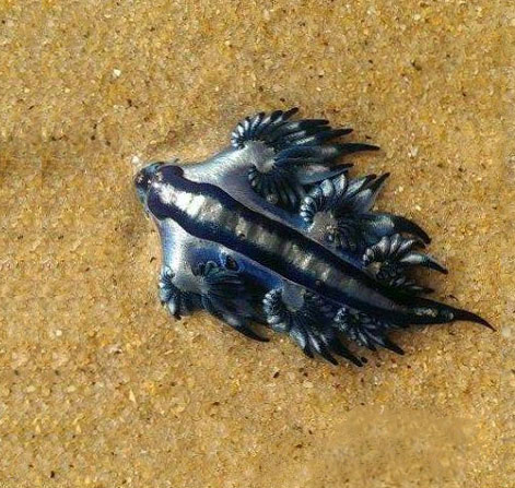 Blue Dragon Nudibranche --Australian Beach Wash Up 2022