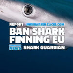 shark guardian Ban Shark Finning campaign