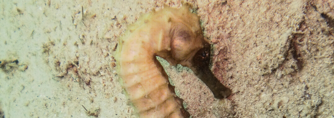 Hippocampus Seahorse ID - iSeahorse Pattaya Thailand Far Islands