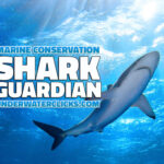 Shark Guardian Ocean Conservation