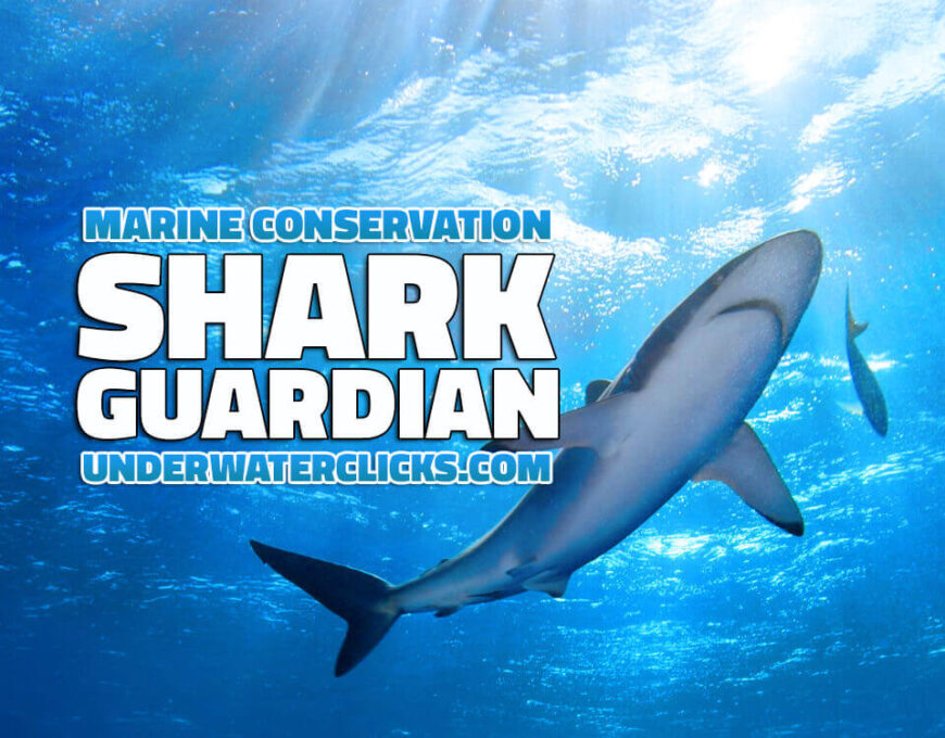 Shark Guardian Ocean Conservation