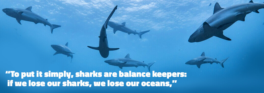 Why we need sharks Shark Guardian underwater clicks