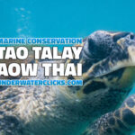 เต่าทะเลอ่าวไทย Tao Talay Aow-Thai-Citizen Science Eco Conservation