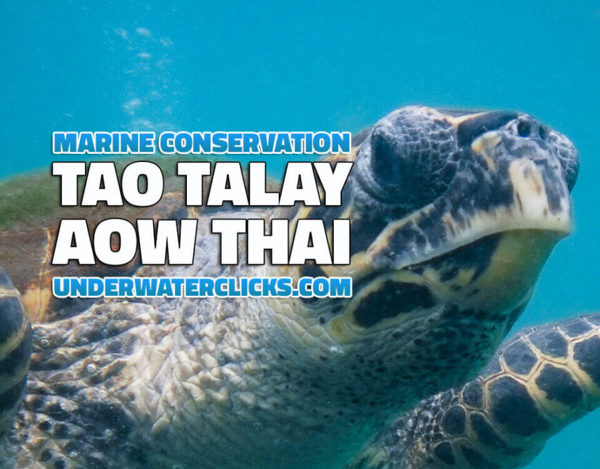 เต่าทะเลอ่าวไทย Tao Talay Aow-Thai-Citizen Science Eco Conservation