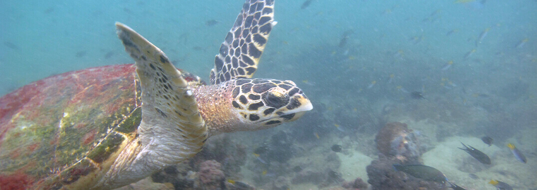 เต่าทะเลอ่าวไทย Tao Talay Aow-Thai-Citizen-Science Marine Conservation