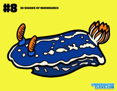 Sea Slugs 50 shades of Nudibranch 8